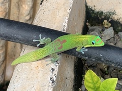 Phelsuma laticauda laticauda