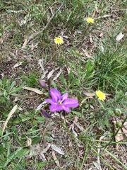 Arthropodium strictum