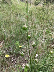 Arthropodium strictum