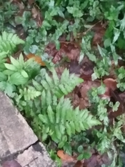 Christella acuminata