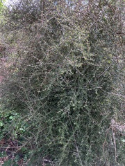 Coprosma propinqua
