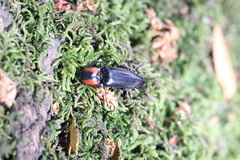 Elater decorus