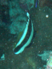 Heniochus chrysostomus