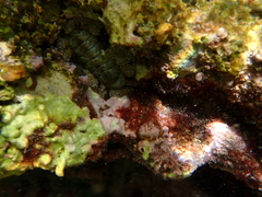 Acanthopleura granulata