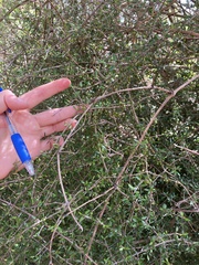 Coprosma propinqua