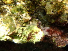 Acanthopleura granulata