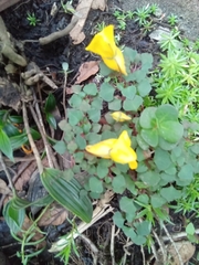 Arachis pintoi