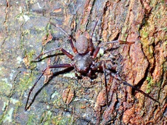 Cebrenninus