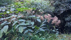 Aralia cordata