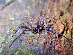 Cebrenninus