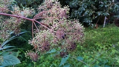 Aralia cordata