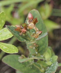 Hypericum virginicum