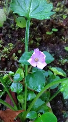 Sarcopyramis napalensis delicata