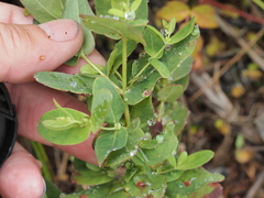 Hypericum virginicum