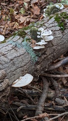Trametes lactinea
