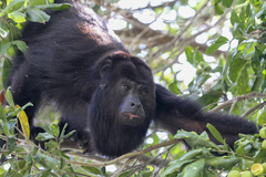 Alouatta pigra