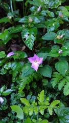 Sarcopyramis napalensis delicata