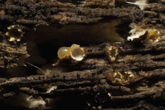 Sphaerobolus stellatus