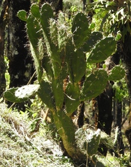 Opuntia elatior