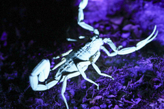Centruroides gracilis