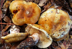 Cortinarius albidus