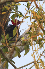 Campephilus guatemalensis