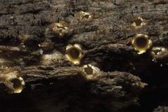 Sphaerobolus stellatus