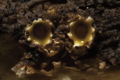 Sphaerobolus stellatus