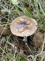 Amanita constricta