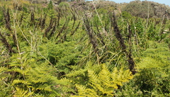 Pteridium esculentum