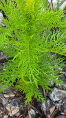 Senecio bipinnatisectus