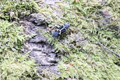 Calydon submetallicum