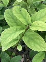 Viburnum odoratissimum