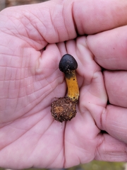 Tolypocladium longisegmentatum