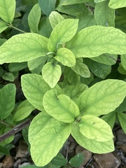Viburnum odoratissimum