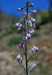 Delphinium parishii