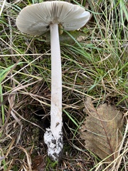 Amanita constricta