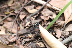 Calydon submetallicum