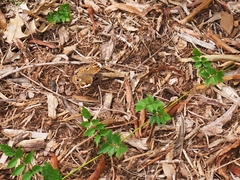 Junonia coenia coenia