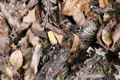 Calydon submetallicum