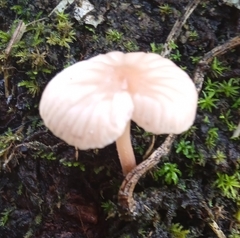 Marasmiineae