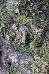 Epistomentis pictus