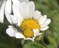 Oedemera lurida