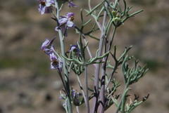 Delphinium parishii