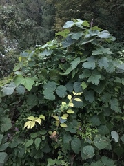 Pueraria montana lobata