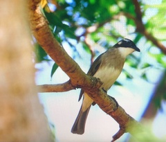 Pycnonotus sinensis formosae