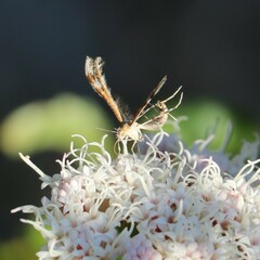 Oxyptilini