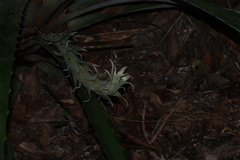 Bromelia pinguin