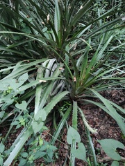Bromelia pinguin