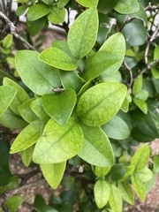 Ligustrum japonicum